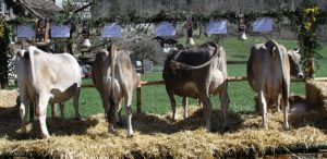 ZF Simba Vogler Werner Lungern 69B